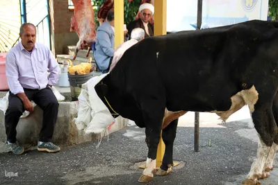  ذبح و توزیع گوشت ۵۰ رأس دام به مناسبت عید سعید قربان بین نیازمندان شهرستان اهر 
