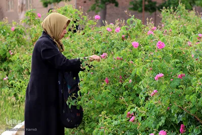 مزرعه فدک؛ موقوفه‌ای که عطر محمدی می‌گیرد