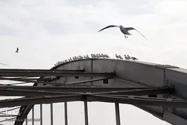 پرندگان مهاجر، مهمان اهوازی‌ها