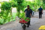 نبض زندگی در دل ناژوان