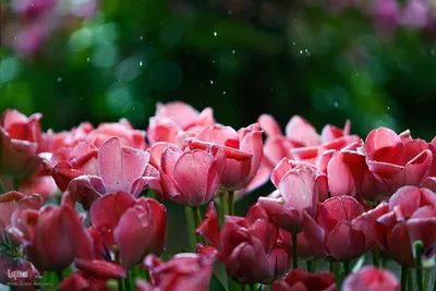 آواز بهاری لاله‌ها در پایتخت