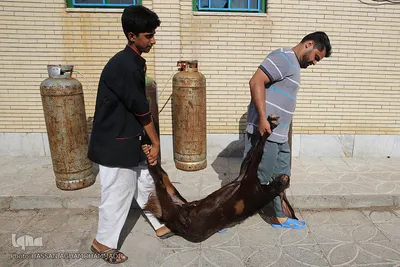 توزیع نذورات خیرین هم‌نمک در روستاها و مناطق فقیرنشین حاشیه شهر زهکلوت جازموریان