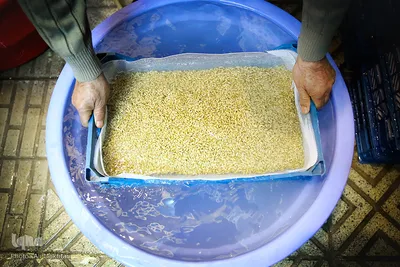 برای همسطح کردن گندم ها در سبد آن را در تشت آب فرو می برند.