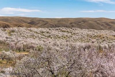 سامان شهر شکوفه‎های بهاری