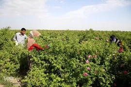 برداشت گل محمدی از مزارع موقوفه آستان مقدس حضرت معصومه(س)