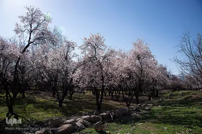 شکوفه‌های بهاری