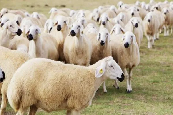 اعتراض شورای مسلمانان به ممنوعیت ذبح گوسفندان در آلمان