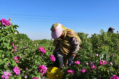برداشت گل‌محمدی در آذربایجان شرقی