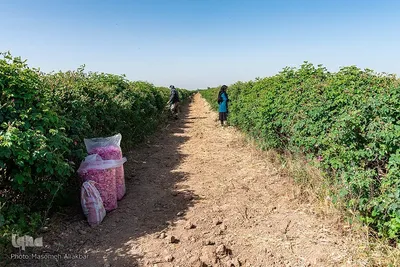 برداشت گل محمدی در البرز‎‎