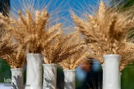 جشن شکرگزاری برداشت گندم‎