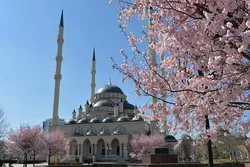 L’arbre du Prophète (psl) planté à la Grande Mosquée de Tchétchénie