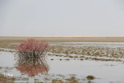 تالاب بین المللی کمجان فارس