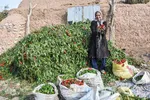 برداشت سنتی فلفل روستاهای بخش بیارجمند شاهرود‎‎