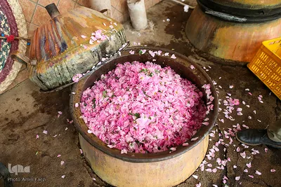 برداشت گل محمدی و گلابگیری سنتی در میمند فارس