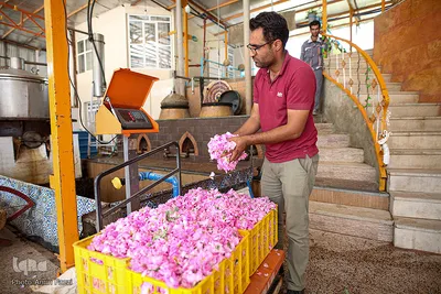 برداشت گل محمدی و گلابگیری سنتی در میمند فارس