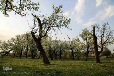 شکوفه های پیرترین درختان اهر