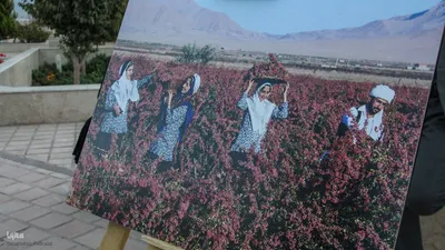 نمایشگاه محصولات و عکس زرشک