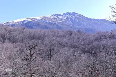 جنگل الیمستان