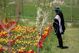 مزرعه گل‌های لاله و نرگس در روستای اسپره‌خون تبریز‎‎