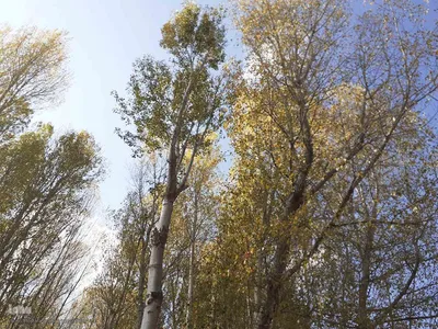 طبیعت بکر و پاییزی روستای انجرد شهرستان اهر