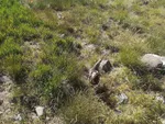 طبیعت زیبای قوشاداغ در اهر