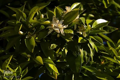 عطر بهار نارنج در شاهچراغ(ع)