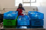 بازدید دانشجویان دانشگاه تهران از مؤسسات تحقیقات کشاورزی کرج‎