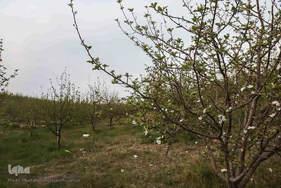 وقوع پديده گل انگيزي يا شكوفه زنی درختان ميوه در پاييز اهر