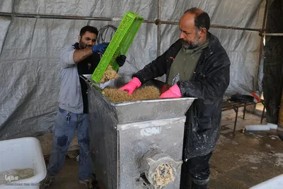 پخت ۲۰ تُن سَمَنو شیرازی