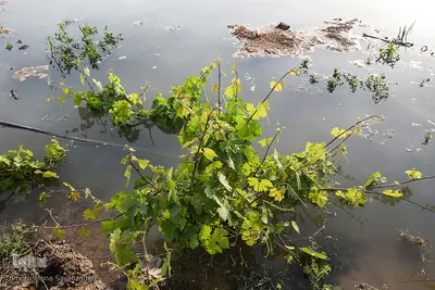 سیلاب در روستاهای غزاویه