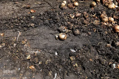 مرگ تدریجی پیازهای رها شده هرمز در روستای چراغ آباد بخش هشتبندی از توابع شهرستان«میناب» استان هرمزگان