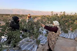 برداشت پسته در خراسان جنوبی