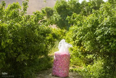 آیین کهن گلاب گیری در نیاسر