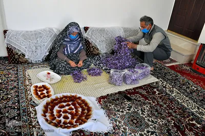 برداشت زعفران در خراسان‌جنوبی