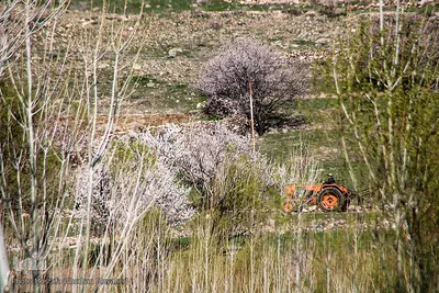 باز به صحرا رسید کوکبه ی نوبهار...