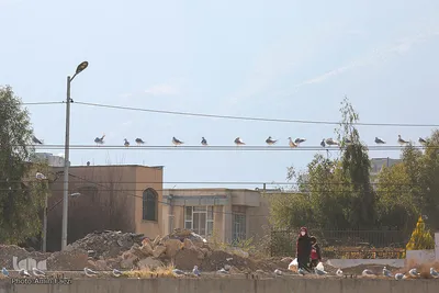 پرندگان مهاجر میزبان رودخانه خشک - شیراز