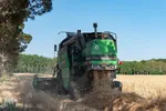 جشن شکرگزاری برداشت گندم‎