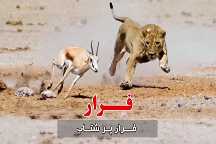 فیلم | فرار پرشتاب