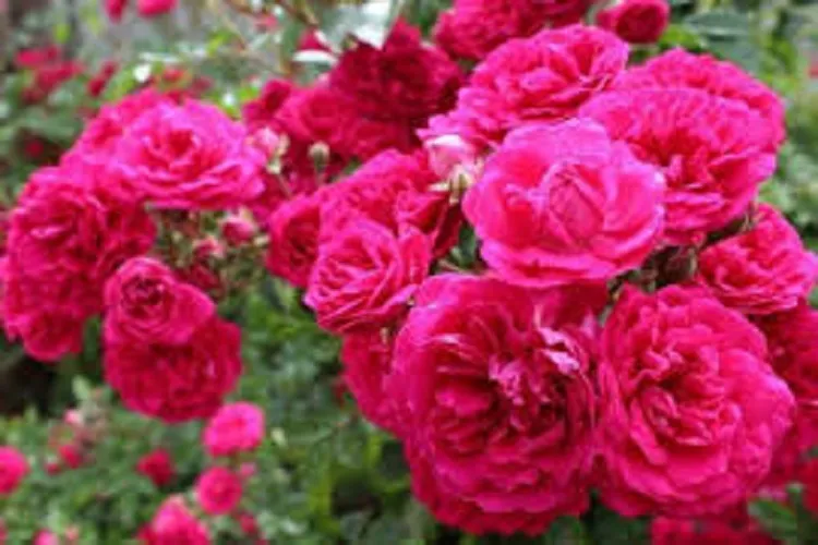 آغاز برداشت گل محمدی در رفسنجان