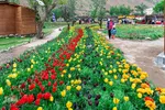 جشنواره لاله‌های آسارا‎‎