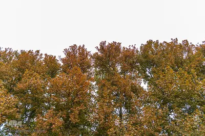 گردش پاییزی در شهر کرج