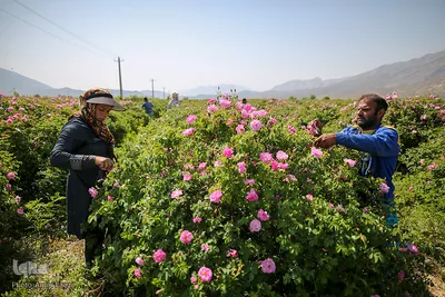 برداشت گل محمدی و گلابگیری سنتی در میمند فارس