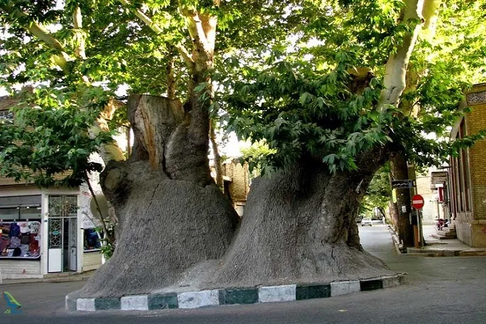 سامانه اورژانس درخت در کرمانشاه راه‌اندازی شد