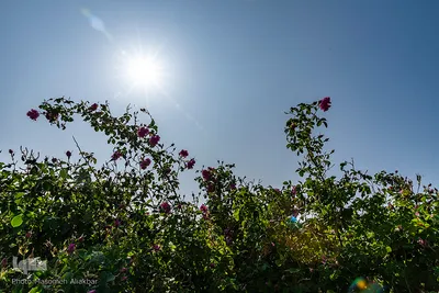 برداشت گل محمدی در گلستان‌های البرز