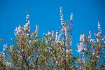شکوفه‌های زردآلو در روستای منصوریه بهبهان