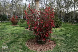شکوفه های بهاری