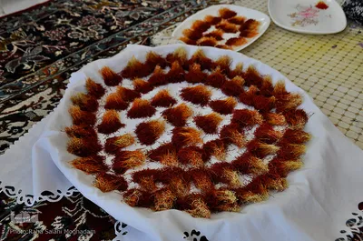 برداشت زعفران در خراسان‌جنوبی