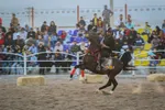 جشنواره زیبایی اسب اصیل ایرانی در استان فارس