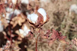 مزارع پنبه، طلای سفید خراسان جنوبی