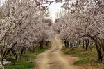سامان شهر شکوفه‎های بهاری